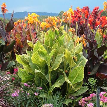 Canna tropicanna Gold voor tuin, kuip, pot, vijver, beekloop beschikbaar voor biedingen