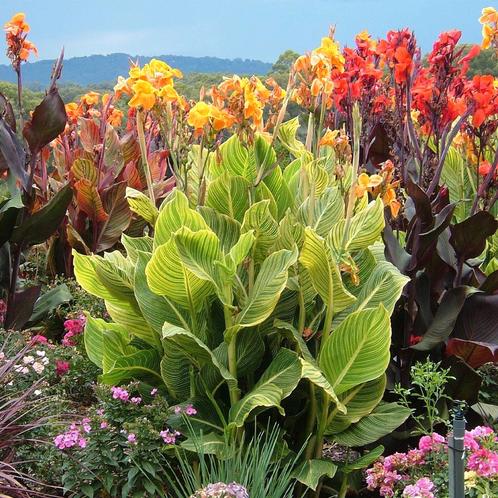 Canna tropicanna Gold voor tuin, kuip, pot, vijver, beekloop, Tuin en Terras, Planten | Tuinplanten, Vaste plant, Volle zon, Zomer