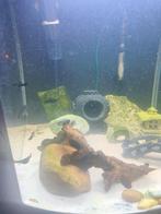 Black Molly's en Ancitrusen, Dieren en Toebehoren, Vis