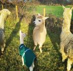 Alpaca wol in verschillende kleuren met gratis alpaca bezoek, Hobby & Loisirs créatifs, Rouets & Filature, Enlèvement ou Envoi