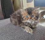 Britse korthaar, Dieren en Toebehoren, Kater, Gechipt, 0 tot 2 jaar
