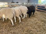 Swifter stamboek ramlammeren, Mannelijk, Schaap, 0 tot 2 jaar