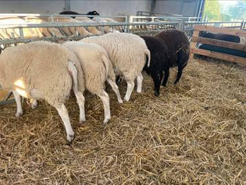Swifter stamboek ramlammeren, Mâle, Mouton, 0 à 2 ans