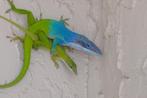 GEZOCHT KOPPEL anolis allisoni