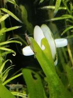 Neocaridina Wildkleur garnalen, Dieren en Toebehoren, Vissen | Aquariumvissen, Kreeft, Krab of Garnaal, Zoetwatervis, Schoolvis