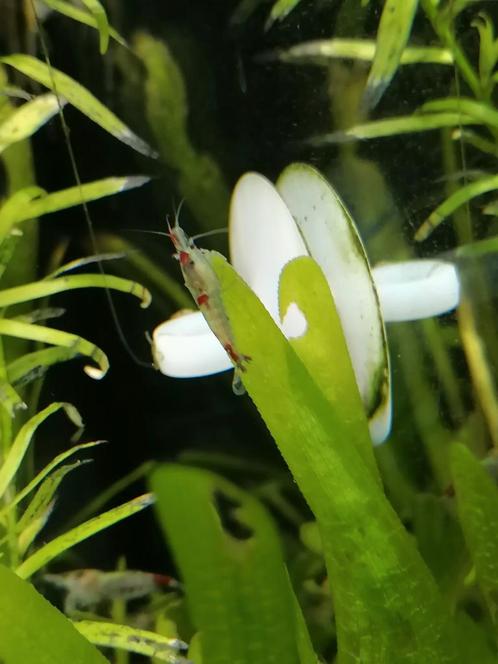 Neocaridina Wildkleur garnalen, Dieren en Toebehoren, Vissen | Aquariumvissen, Zoetwatervis, Kreeft, Krab of Garnaal, Schoolvis
