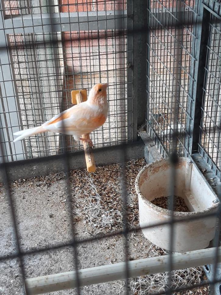 Koppel rood/ rood mozaiek kanaries, Dieren en Toebehoren, Vogels | Kanaries, Kleurkanarie, Meerdere dieren