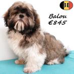 Balou & Bilou, Lieve Shih Tzu reutje te koop (Belgisch), Dieren en Toebehoren, Honden | Chihuahua's en Gezelschapshonden, België