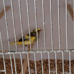 Groenling, Dieren en Toebehoren