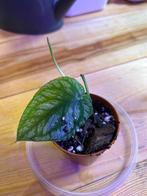 Monstera Dubia baby, Enlèvement ou Envoi