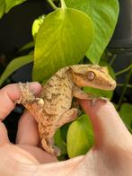 Wimpergekko tijger man, Dieren en Toebehoren, Reptielen en Amfibieën, Overige soorten, 3 tot 6 jaar