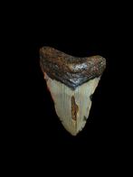 Grande dent de mégalodon Carcharodon de 3,63 po/9,22 cm., Enlèvement ou Envoi, Fossile