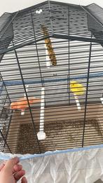 Kanarie te koop, Dieren en Toebehoren, Meerdere dieren, Kleurkanarie