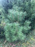 Grove Den, Solitair (Pinus sylvestris), Ophalen