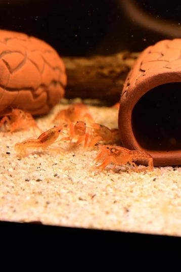 Cambarellus patzcuarensis "Orange" – Dwergkreeftjes beschikbaar voor biedingen