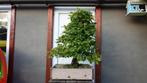Carpinus Bonsai, Tuin en Terras, Overige soorten, Minder dan 100 cm, Ophalen, Volle zon