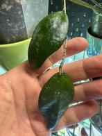 Hoya flagellata splash, Huis en Inrichting, Ophalen of Verzenden