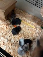 Mooie jonge goudhamsters, Dieren en Toebehoren, Knaagdieren, Hamster, Juli, Meerdere dieren, Tam
