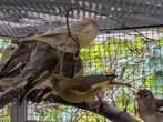 Groenvinken, Animaux & Accessoires, Oiseaux | Oiseaux Autre, Bagué