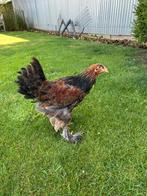 Brahma goudpatrijs hanen, Dieren en Toebehoren, Pluimvee