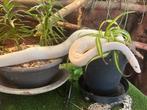 échange ou vend reptiles pythons, Dieren en Toebehoren, Slang, 0 tot 2 jaar