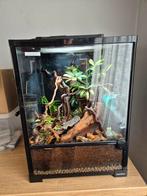 Terarium met wimmergekko 454560, Dieren en Toebehoren, Reptielen en Amfibieën | Toebehoren, Ophalen