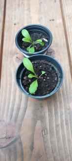 Gaura lindheimeri, prachtkaars wordt 1m, wit, vaste plant, Halfschaduw, Zomer, Vaste plant, Overige soorten