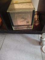 terrarium, Dieren en Toebehoren, Spin of Schorpioen