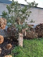 Olijfboom, Tuin en Terras, Vaste plant, Bloeit niet, Halfschaduw, Ophalen