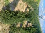 Taxus (riemst), Tuin en Terras, Planten | Struiken en Hagen, Ophalen, Taxus