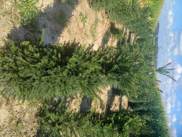 Taxus (riemst) beschikbaar voor biedingen