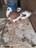 Duiven, Animaux & Accessoires, Oiseaux | Pigeons