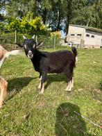 Jonge geiten bok, Dieren en Toebehoren, Mannelijk, Geit, 0 tot 2 jaar