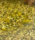 30 neocaridina gele garnalen, Dieren en Toebehoren, Kreeft, Krab of Garnaal, Zoetwatervis, Schoolvis