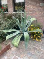 Grote agave in pot, Tuin en Terras, Planten | Tuinplanten, Volle zon, Vaste plant, Bloeit niet, Ophalen