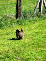 Poussins Brahma « Golden Partridge », Plusieurs animaux, Poule ou poulet