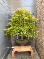 Acer Palmatum bonsai, Ophalen