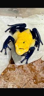 Dendrobates Citronella, Amfibie, 0 tot 2 jaar