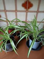 GRASLELIE, Huis en Inrichting, Kamerplanten, Ophalen
