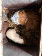 Cavias te geef gratis, Dieren en Toebehoren, Knaagdieren, Vrouwelijk, Tam, Maart, Cavia