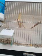 Kanaries, Dieren en Toebehoren, Meerdere dieren, Zangkanarie