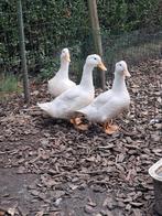 Trio peking eenden, Meerdere dieren, Eend