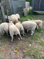 bokjes te koop, Mannelijk, Schaap, 0 tot 2 jaar