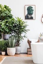 Gezocht gratis grote exotische kamerplanten ter opfleuring, Huis en Inrichting, Kamerplanten, Ophalen, Ficus
