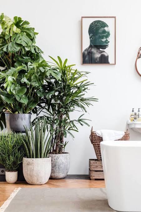 Gezocht gratis grote exotische kamerplanten ter opfleuring, Huis en Inrichting, Kamerplanten, Ficus, Ophalen