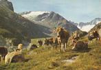 KOEIEN  IN  DE  ALPEN, Verzamelen, Postkaarten | Dieren, Ophalen of Verzenden, Ongelopen, Overige soorten