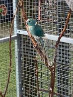 Kakariki, Femelle, Perruche, Bagué