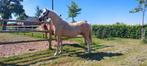 welsh merrie te koop, Merrie, Gechipt, Dressuurpony, C pony (1.27m tot 1.37m)