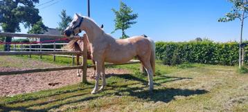 welsh merrie te koop, Poney C (1.27 m à 1.37m), Poney de dressage, 11 ans ou plus, Vermifugé
