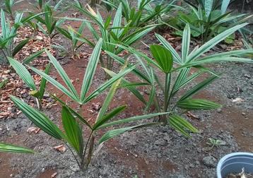 Jonge stevige Trachycarpus Fortunei 20 cm hoog. beschikbaar voor biedingen